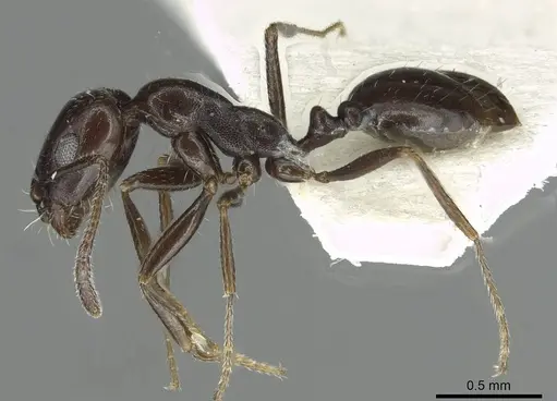Monomorium buettikeri specimen CASENT0913565 image casent0913565_3
