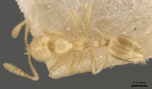 Monomorium butteli specimen CASENT0908693 image casent0908693_1