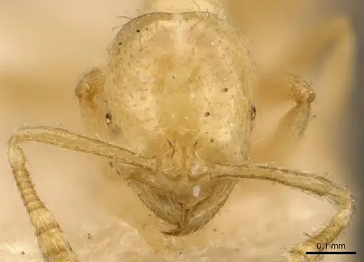 Monomorium butteli specimen CASENT0908693 image casent0908693_2
