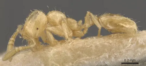Monomorium butteli specimen CASENT0908693 image casent0908693_3