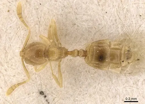 Monomorium butteli specimen CASENT0908694 image casent0908694_1