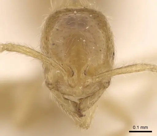 Monomorium butteli specimen CASENT0908694 image casent0908694_2