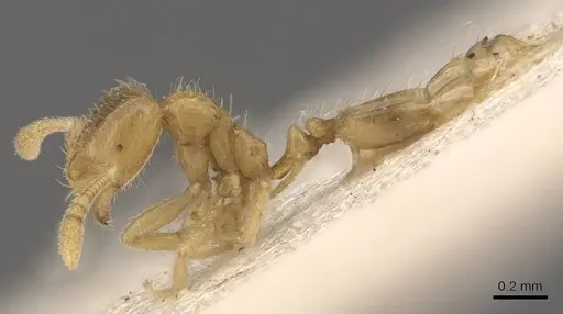 Monomorium butteli specimen CASENT0908694 image casent0908694_3