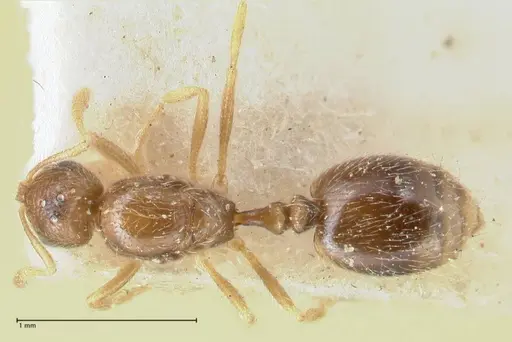 Monomorium butteli specimen FOCOL1692 image focol1692_1