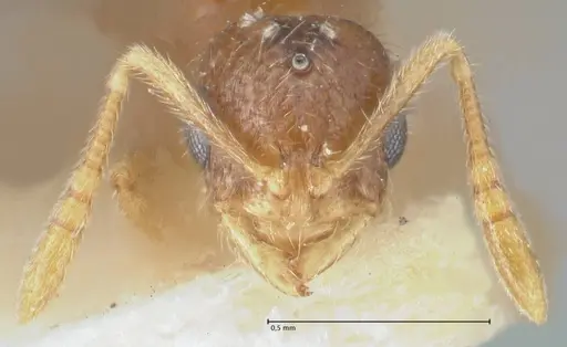 Monomorium butteli specimen FOCOL1692 image focol1692_2