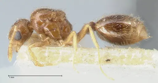 Monomorium butteli specimen FOCOL1692 image focol1692_3