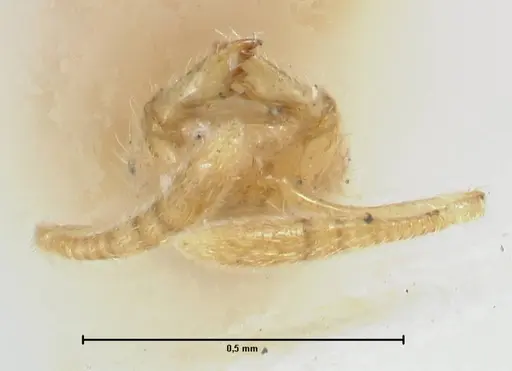 Monomorium butteli specimen FOCOL1693 image focol1693_1