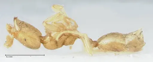 Monomorium butteli specimen FOCOL1693 image focol1693_2