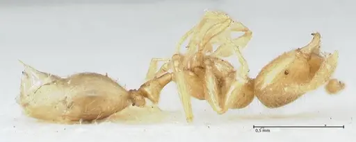 Monomorium butteli specimen FOCOL1693 image focol1693_3