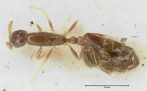 Monomorium butteli specimen FOCOL1694 image focol1694_1