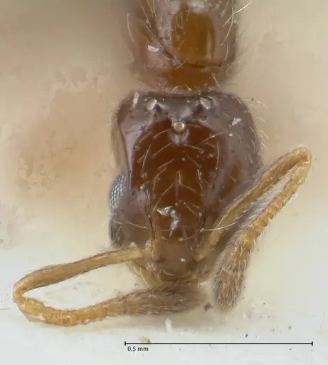 Monomorium butteli specimen FOCOL1694 image focol1694_2