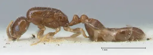 Monomorium butteli specimen FOCOL1694 image focol1694_3