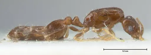 Monomorium butteli specimen FOCOL1694 image focol1694_4