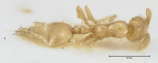 Monomorium butteli specimen FOCOL1695 image focol1695_1
