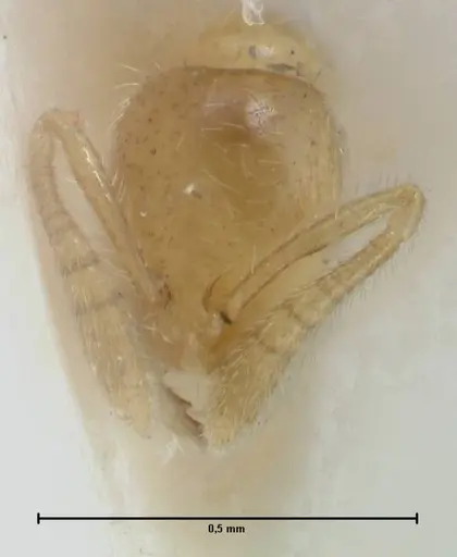 Monomorium butteli specimen FOCOL1695 image focol1695_2