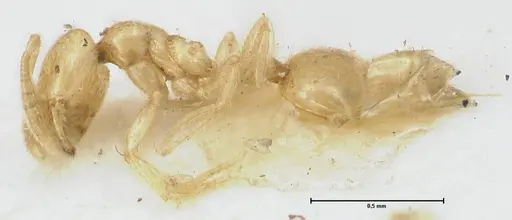 Monomorium butteli specimen FOCOL1695 image focol1695_3