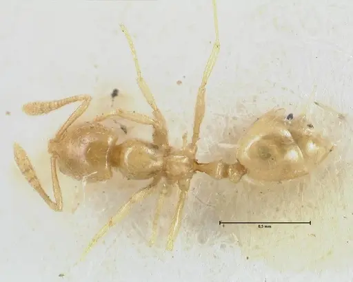 Monomorium butteli specimen FOCOL1696 image focol1696_1