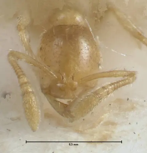 Monomorium butteli specimen FOCOL1696 image focol1696_2