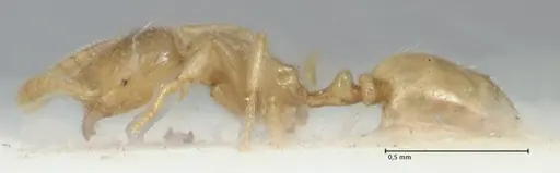 Monomorium butteli specimen FOCOL1696 image focol1696_3
