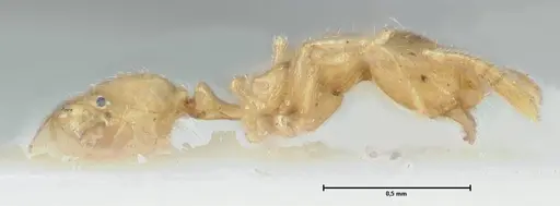 Monomorium butteli specimen FOCOL1696 image focol1696_4