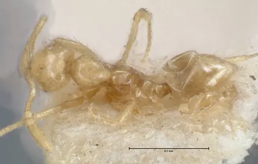 Monomorium butteli specimen FOCOL1697 image focol1697_1