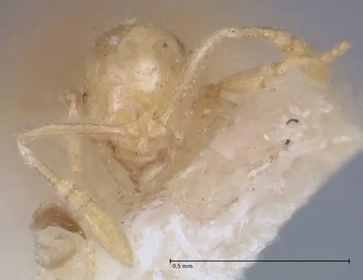 Monomorium butteli specimen FOCOL1697 image focol1697_2