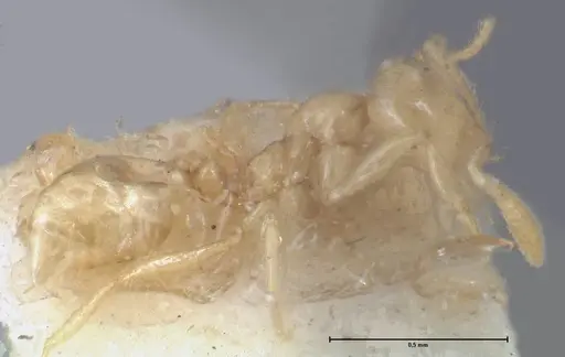 Monomorium butteli specimen FOCOL1697 image focol1697_3