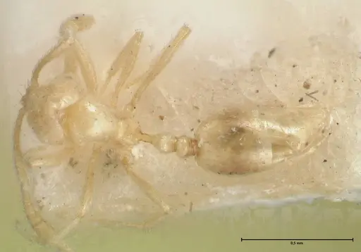 Monomorium butteli specimen FOCOL1698 image focol1698_1