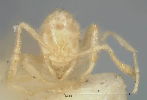 Monomorium butteli specimen FOCOL1698 image focol1698_2