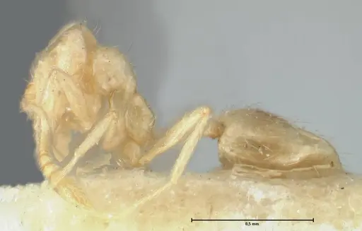 Monomorium butteli specimen FOCOL1698 image focol1698_3