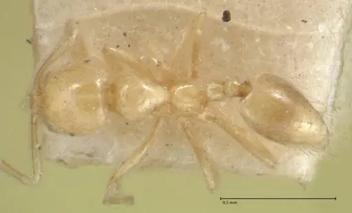 Monomorium butteli specimen FOCOL1699 image focol1699_1