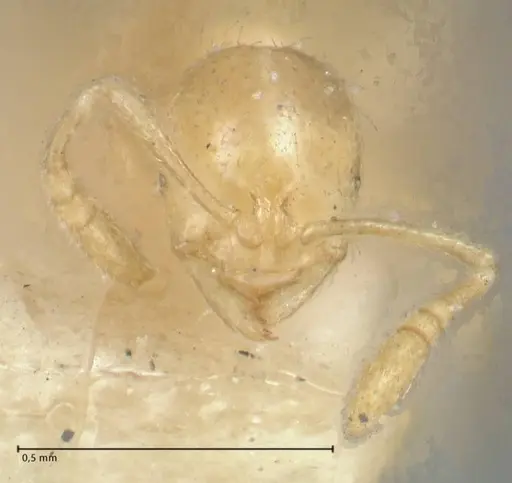 Monomorium butteli specimen FOCOL1699 image focol1699_2
