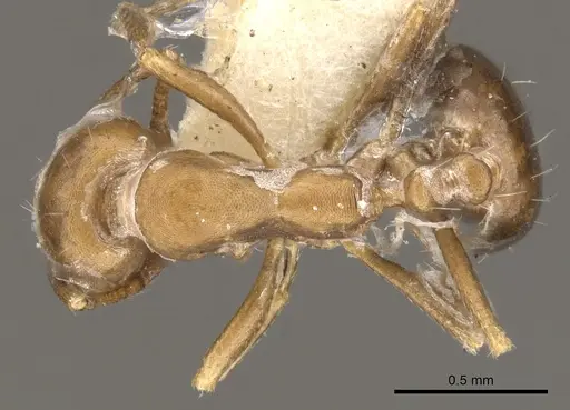 Monomorium buxtoni specimen CASENT0902220 image casent0902220_1