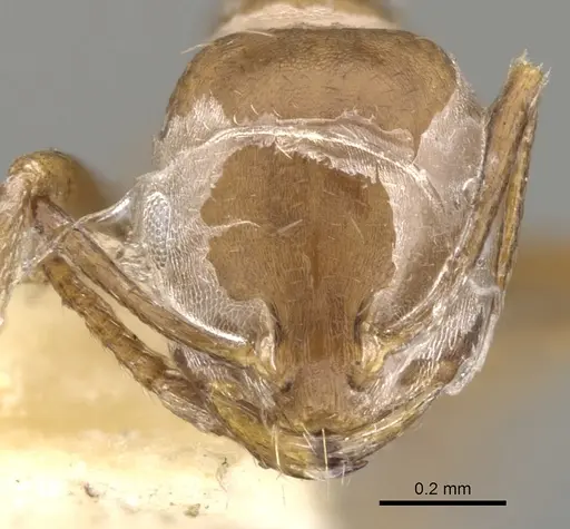 Monomorium buxtoni specimen CASENT0902220 image casent0902220_2