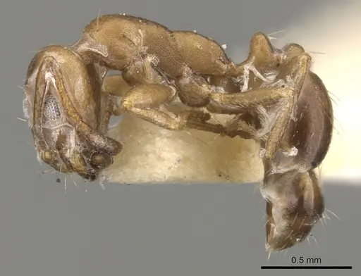 Monomorium buxtoni specimen CASENT0902220 image casent0902220_3