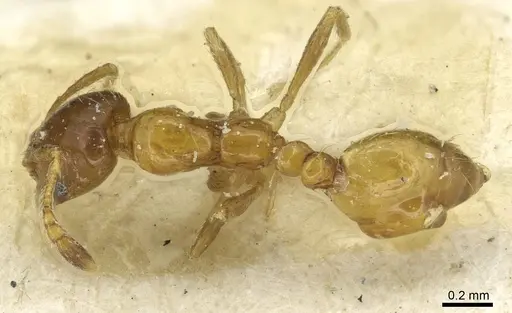 Monomorium captator specimen CASENT0913566 image casent0913566_1