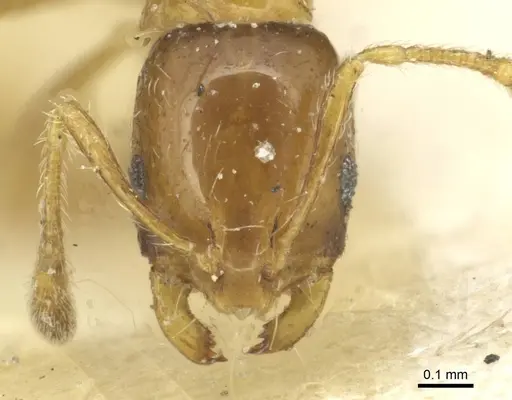 Monomorium captator specimen CASENT0913566 image casent0913566_2