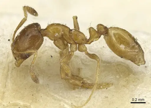 Monomorium captator specimen CASENT0913566 image casent0913566_3