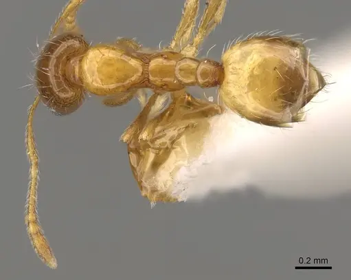 Monomorium captator specimen CASENT0914390 image casent0914390_1