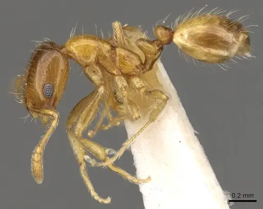 Monomorium captator specimen CASENT0914390 image casent0914390_3