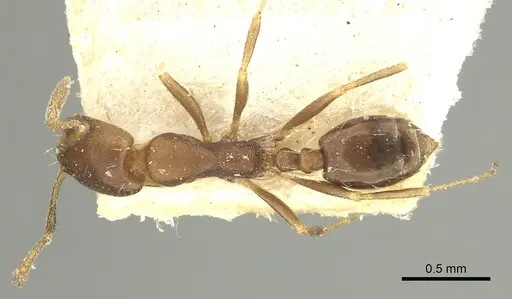 Monomorium carbo specimen CASENT0249908 image casent0249908_1