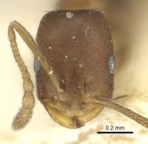 Monomorium carbo specimen CASENT0249908 image casent0249908_2