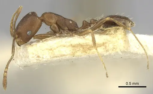 Monomorium carbo specimen CASENT0249908 image casent0249908_3