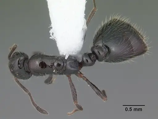 Monomorium carbonarium specimen CASENT0104100 image casent0104100_1