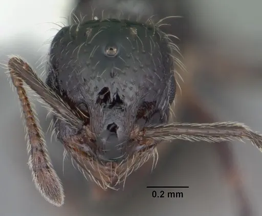 Monomorium carbonarium specimen CASENT0104100 image casent0104100_2