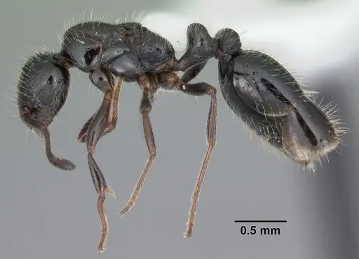 Monomorium carbonarium specimen CASENT0104100 image casent0104100_3