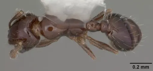 Monomorium carbonarium specimen CASENT0104103 image casent0104103_1