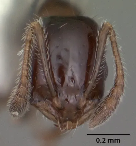 Monomorium carbonarium specimen CASENT0104103 image casent0104103_2
