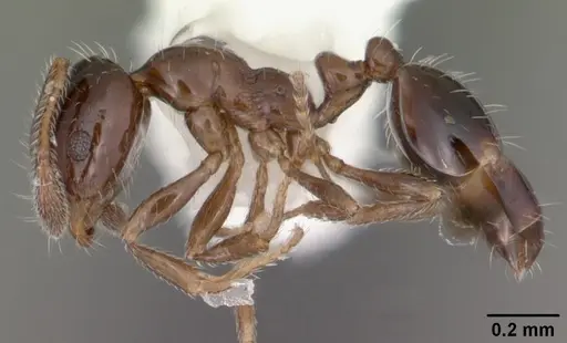 Monomorium carbonarium specimen CASENT0104103 image casent0104103_3