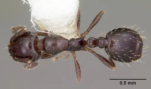 Monomorium carbonarium specimen CASENT0104789 image casent0104789_1